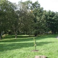 Ąžuoliuko sodinimas