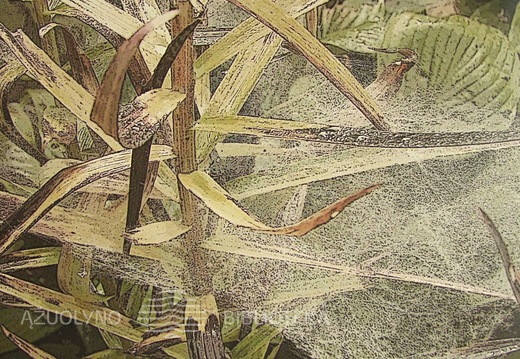 Birutės Šležienės skaitmeninės spaudos darbų paroda "Gamtos metamorfozės"