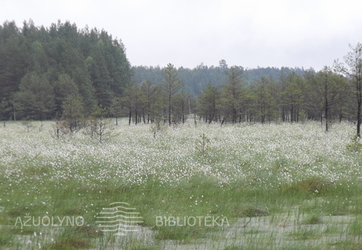V.Korn Čepkelių fotografija