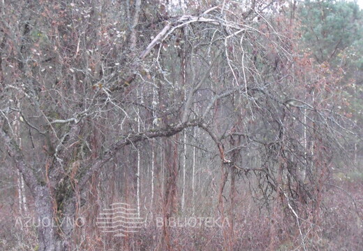 Vidos Korn fotografija