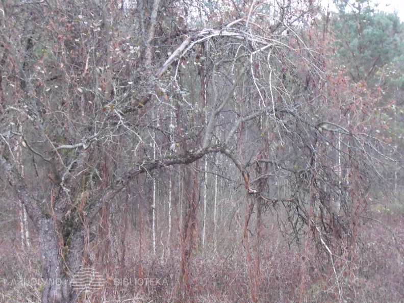 DSCF8487.JPG