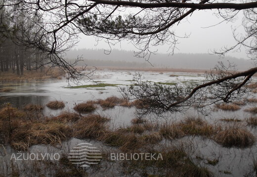 Tirpstanti žiema V.Korn fotofrafijoje