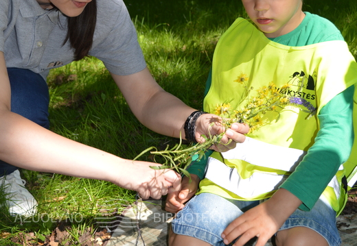 Skaitymai „Pievos pasaka“ Ąžuolyno parke