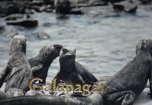 Galapagų gyventojai – jūrinės iguanos