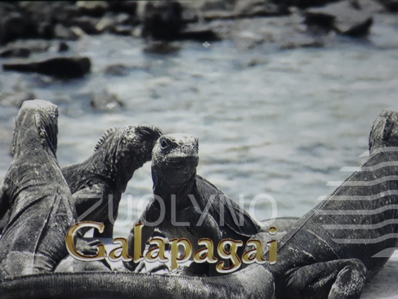 Galapagų gyventojai – jūrinės iguanos