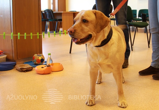 Advento šurmuliukas